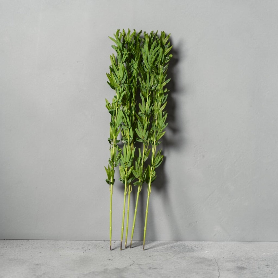 Lucky Bamboo Plant