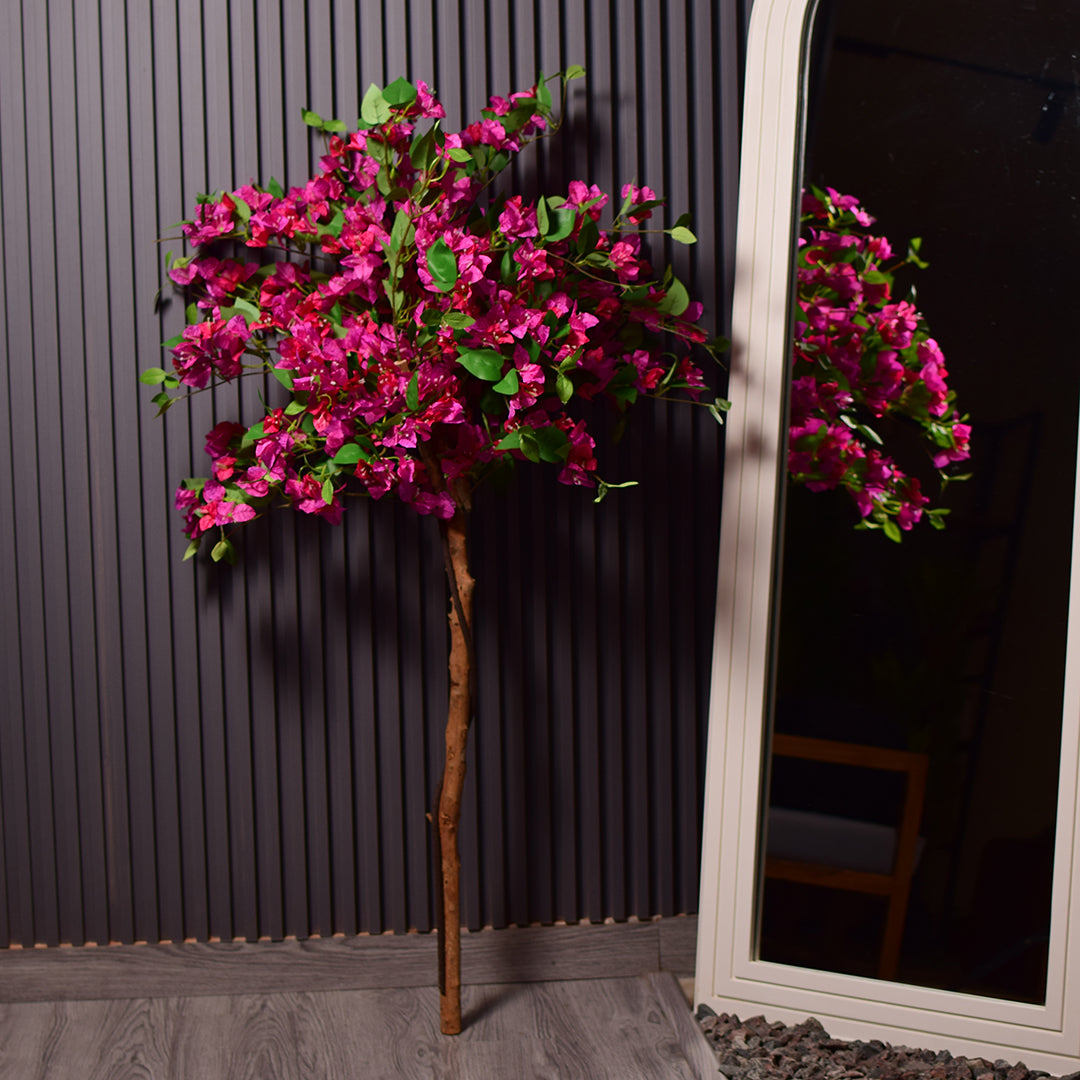 Bougainvillea Plant