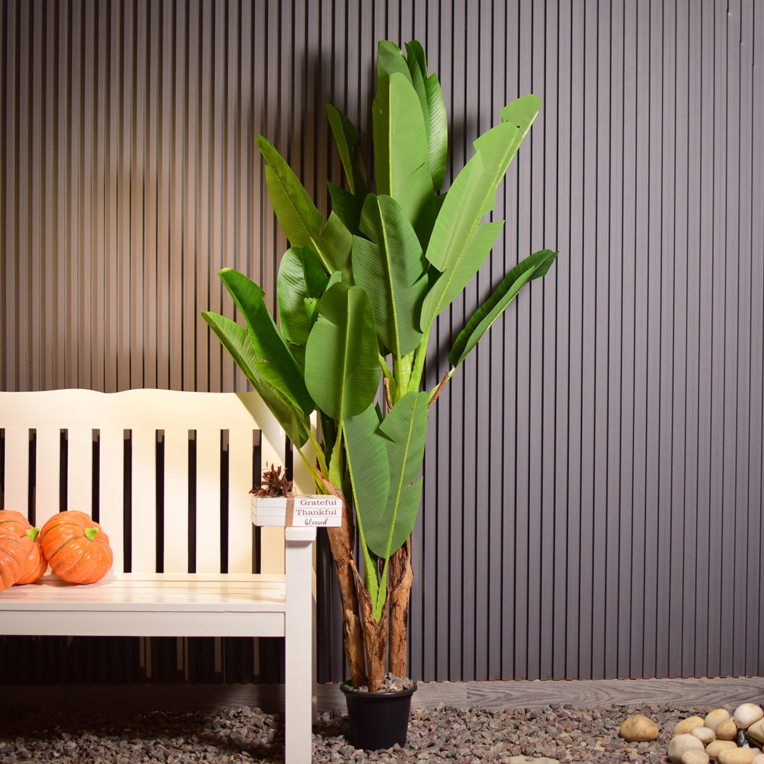 Bird of Paradise Plant