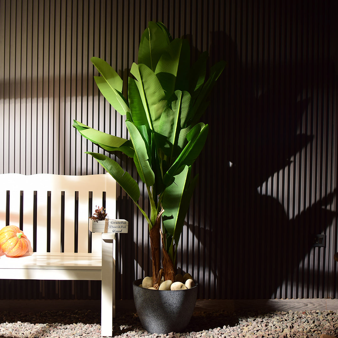 Bird of Paradise Plant