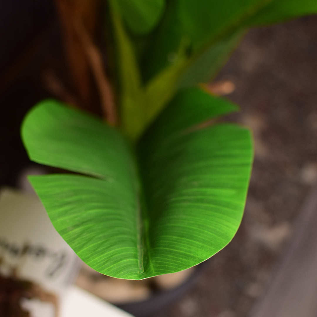 Bird of Paradise Plant