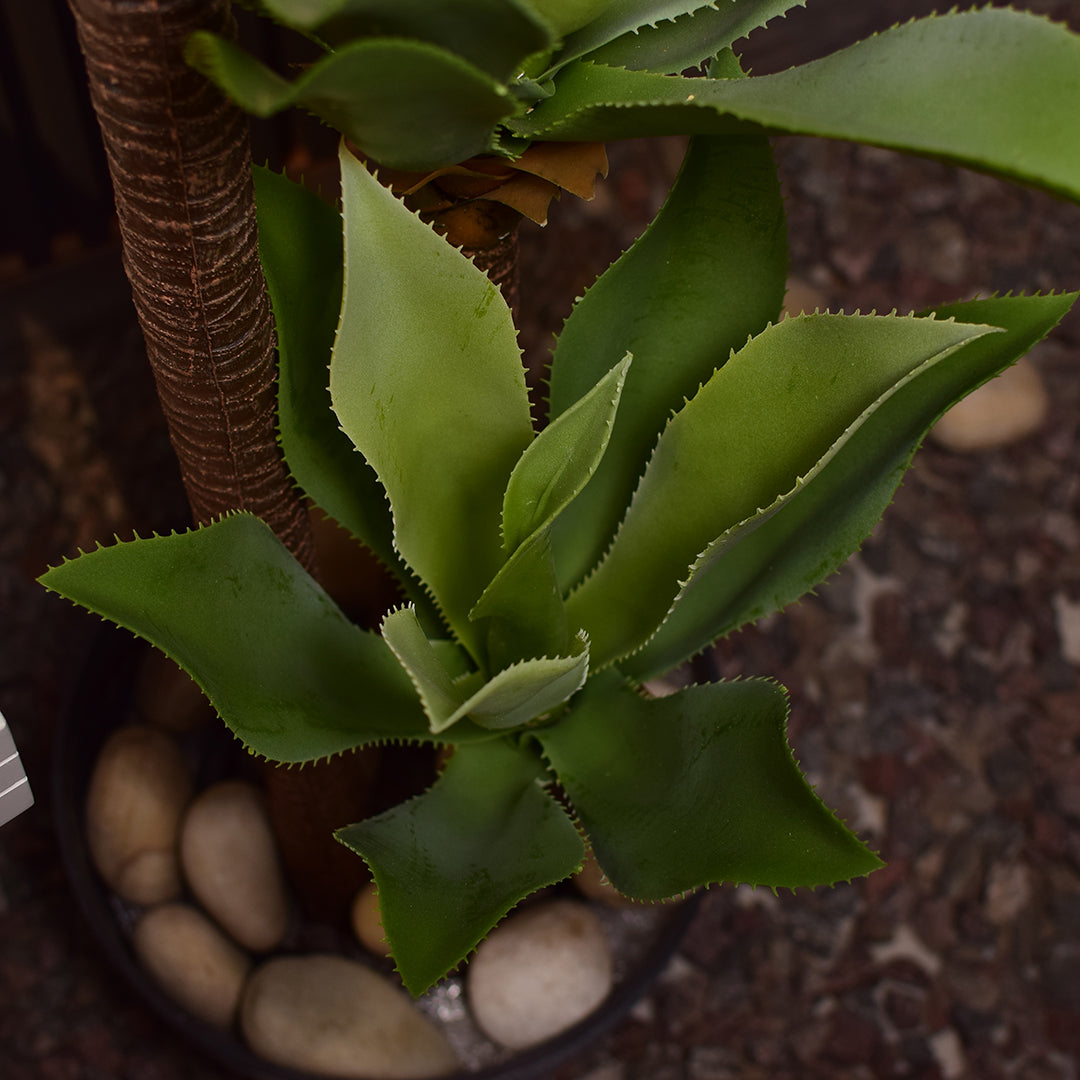 Agave Plant