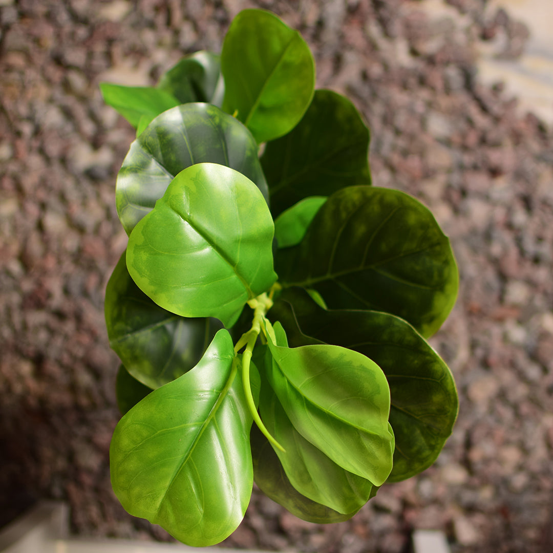 Fiddle Leaf Fig Plant