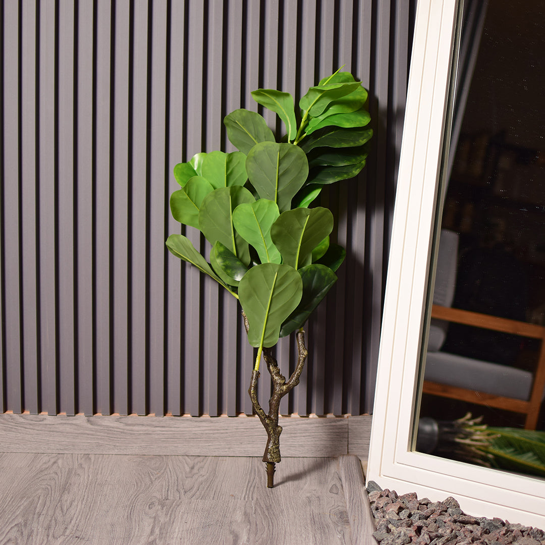 Fiddle Leaf Fig Plant