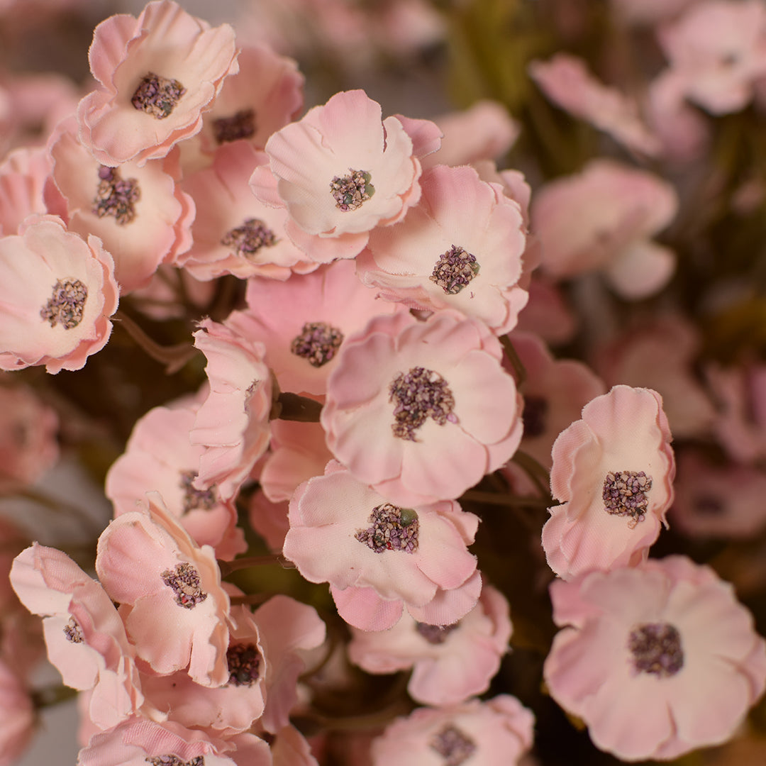 Cherry blossoms (Sakura) Plants