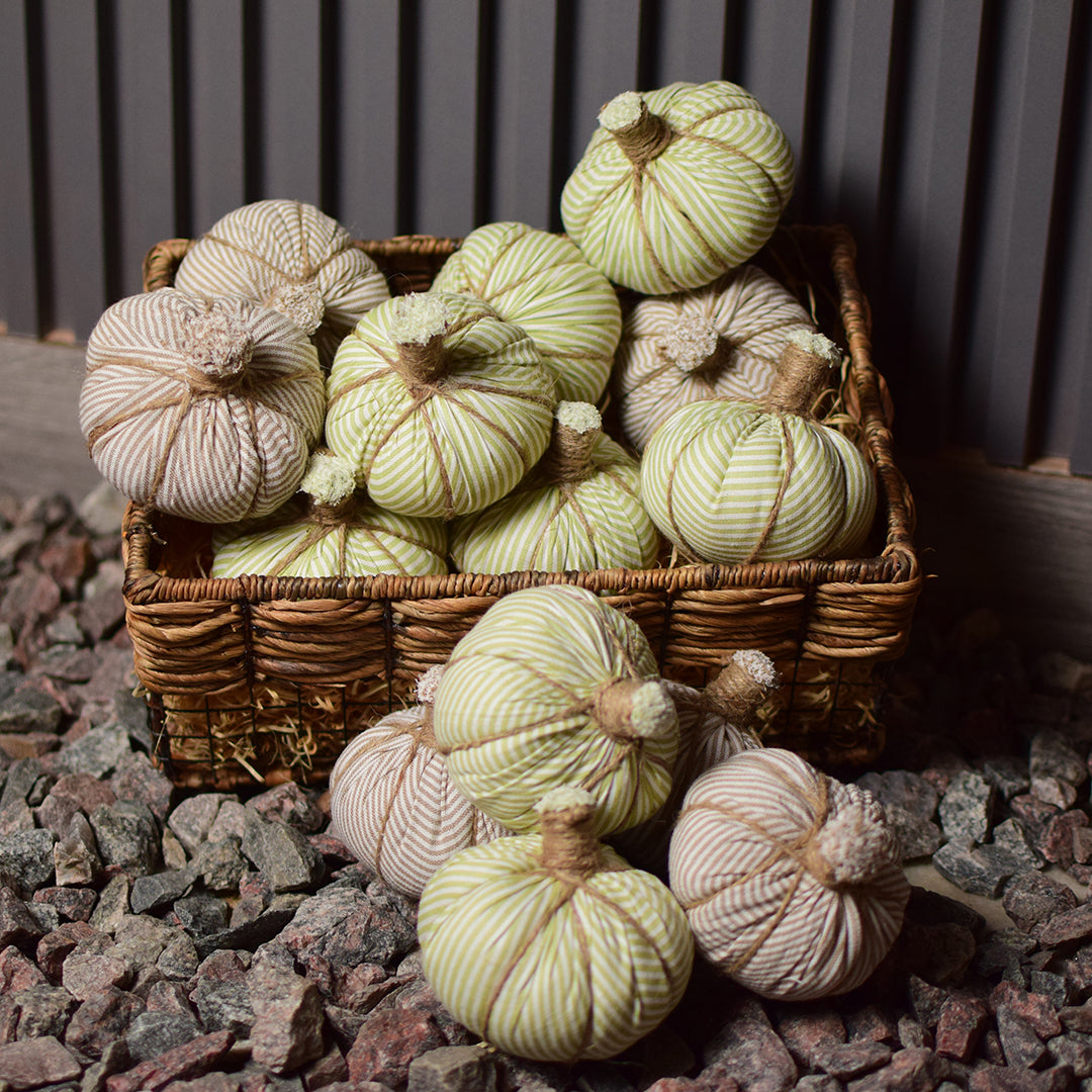 Mini pumpkin patch of 3