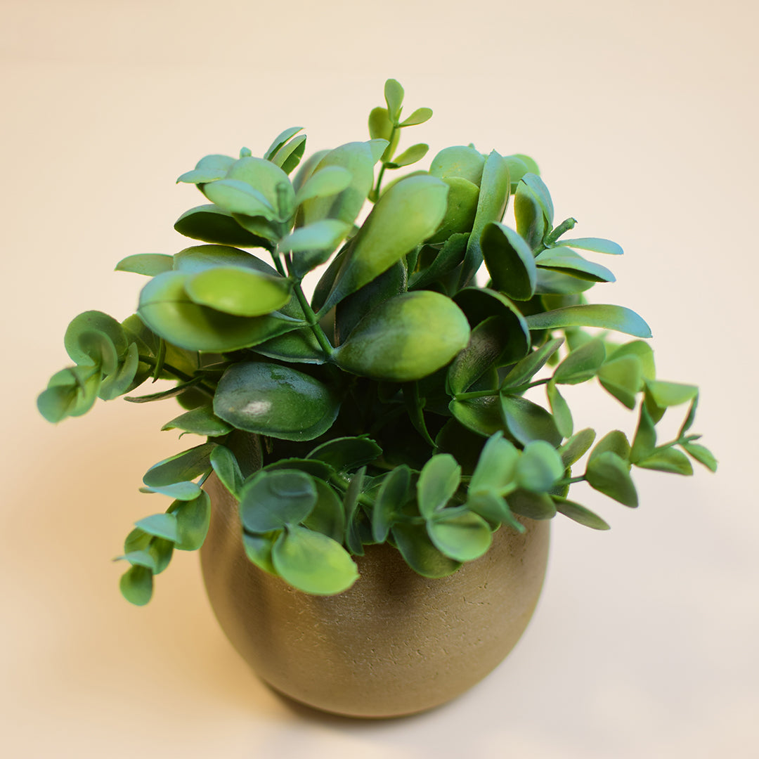 Turquoise blue Plant