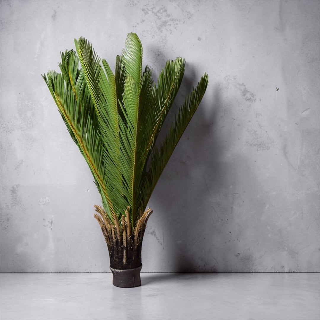 Sago Palm Plant
