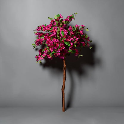 Bougainvillea Plant