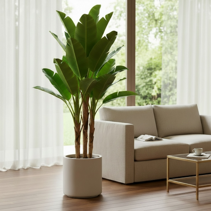 Bird of Paradise Plant