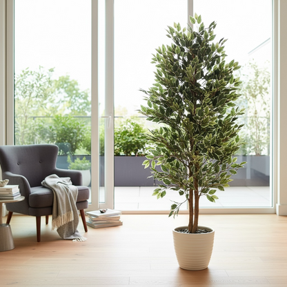 Ficus benjamina Plant