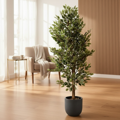 Ficus benjamina Plant