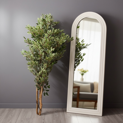 Ficus benjamina Plant