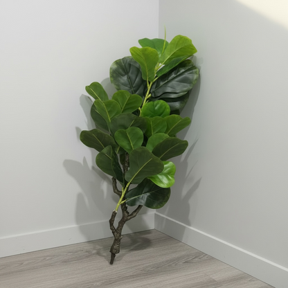 Fiddle Leaf Fig Plant