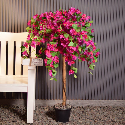 Bougainvillea Plant
