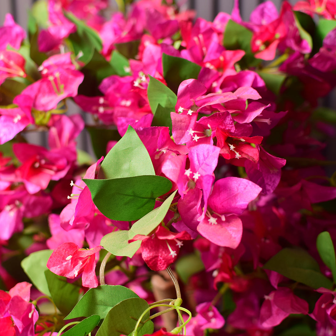 Bougainvillea Plant