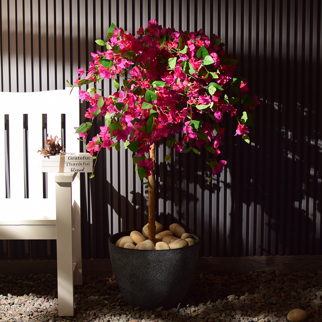 Bougainvillea Plant