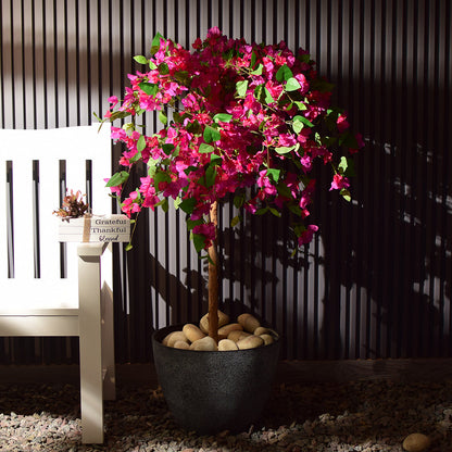 Bougainvillea Plant
