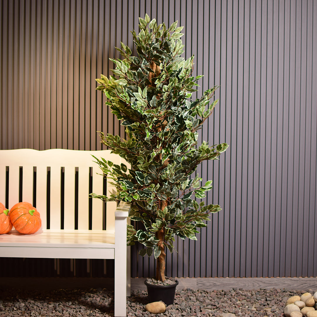 Ficus benjamina Plant