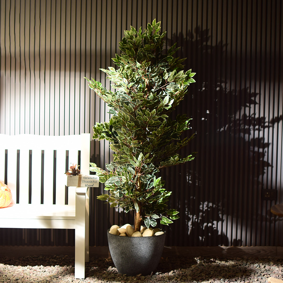 Ficus benjamina Plant