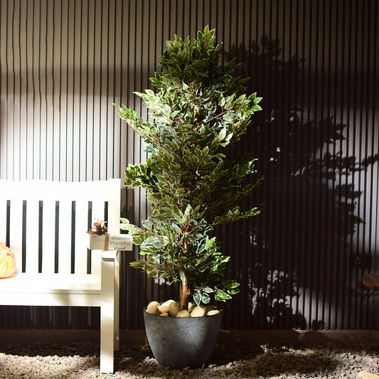 Ficus benjamina Plant