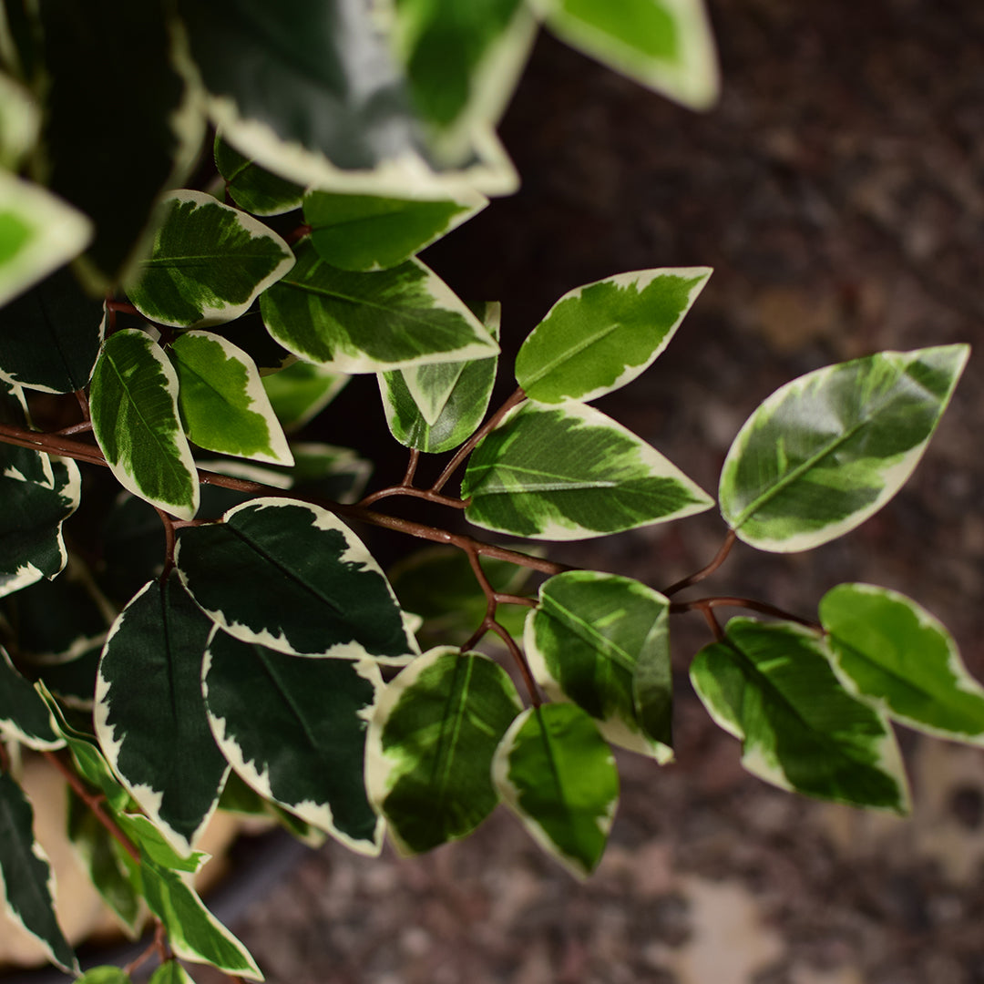 Ficus benjamina Plant