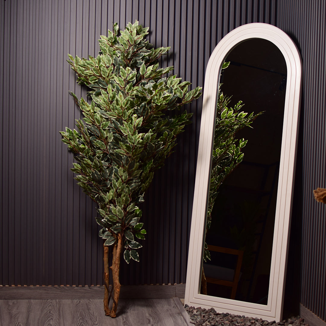 Ficus benjamina Plant