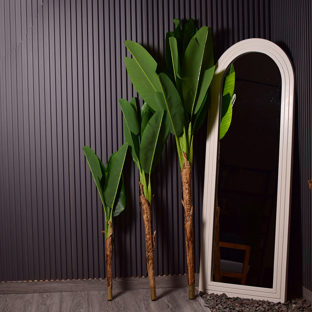 Bird of Paradise Plant