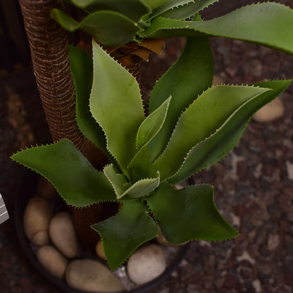 Agave Plant