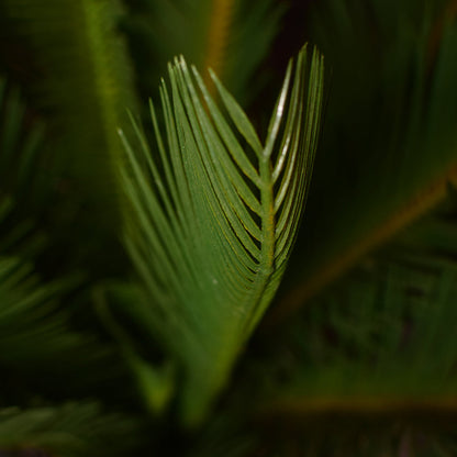 Sago Palm Plant