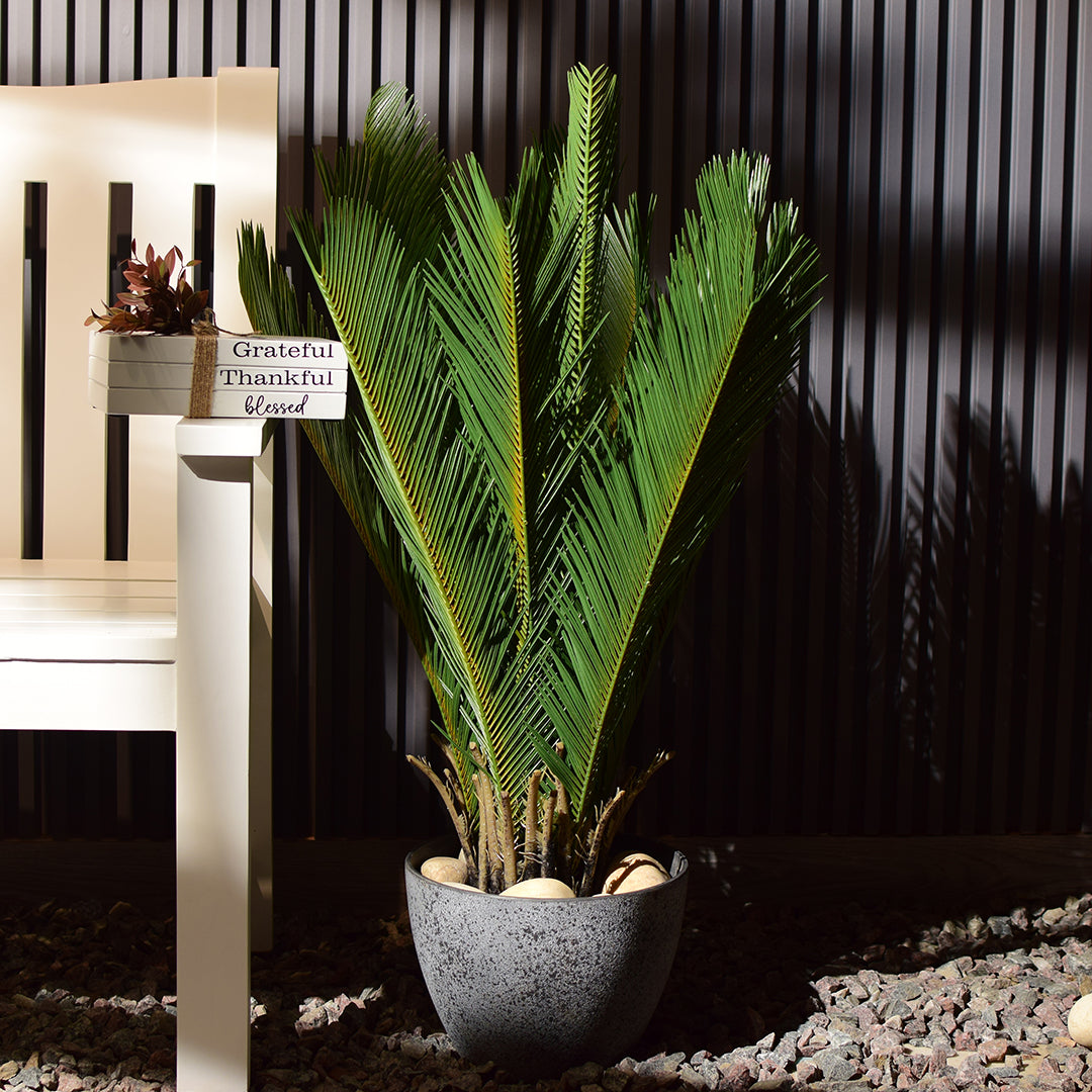 Sago Palm Plant