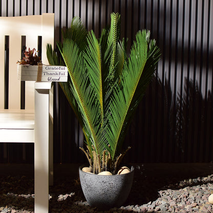Sago Palm Plant