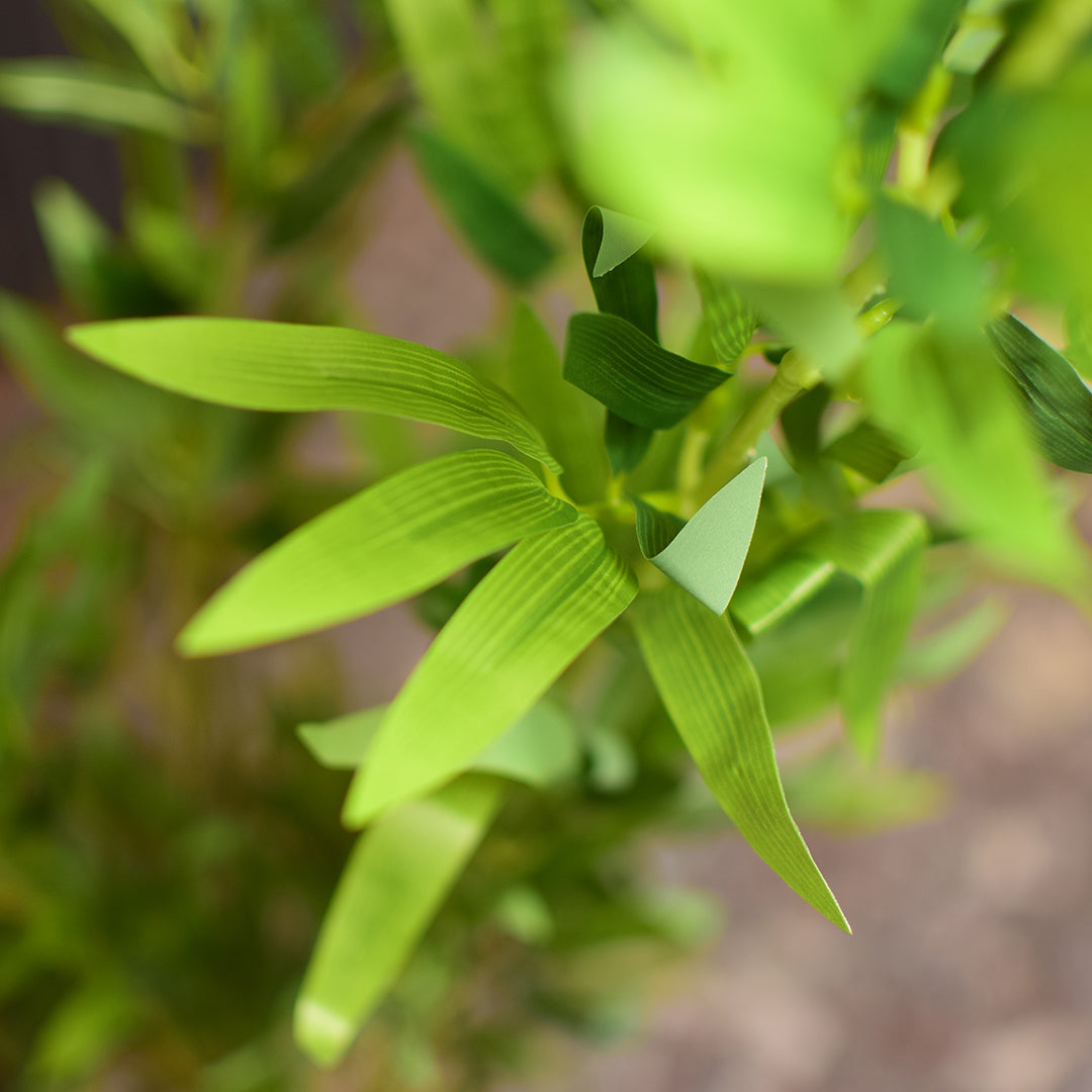 Lucky Bamboo Plant