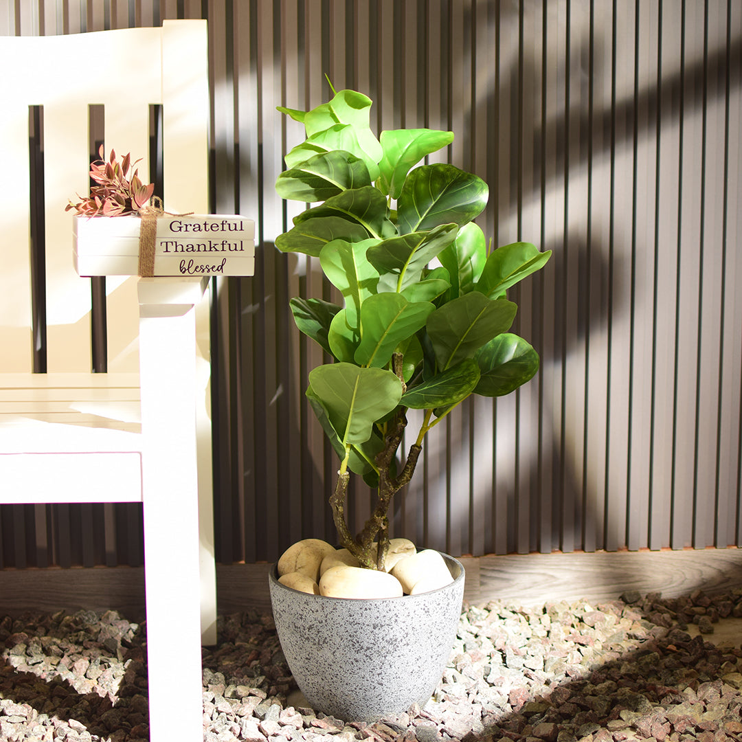 Fiddle Leaf Fig Plant