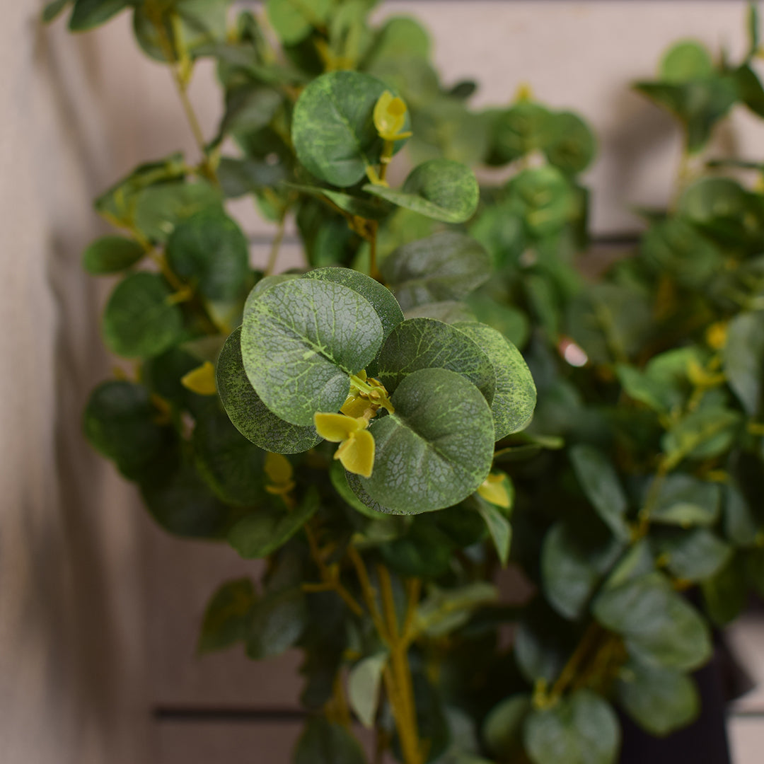 Eucalyptus Plant Stem