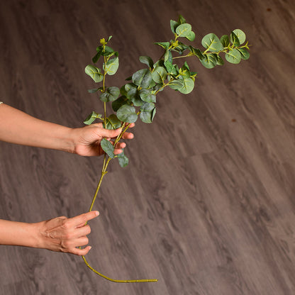 Eucalyptus Plant Stem