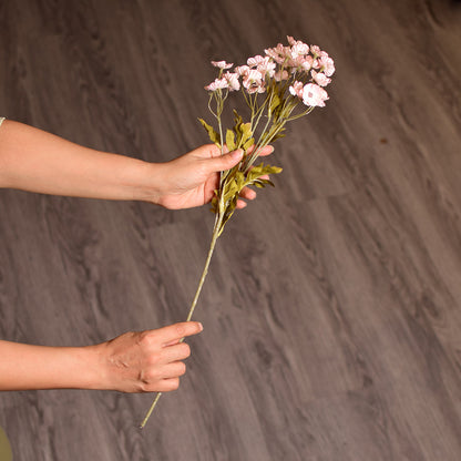 Cherry blossoms (Sakura) Plants