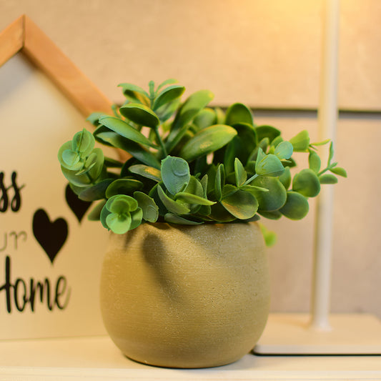 Turquoise blue Plant