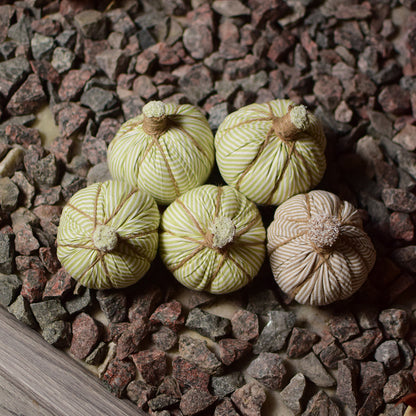 Mini pumpkin patch of 3