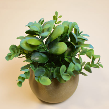 Turquoise blue Plant